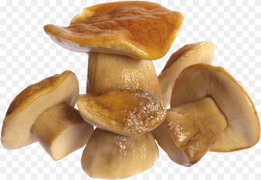 Mushroom Image, Fungus, Plant, Agaric, Amanita PNG