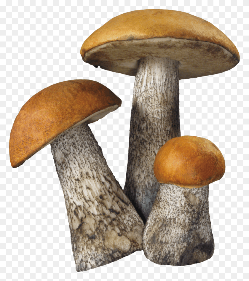 2340x2666 Mushroom Image Mushroom HD PNG Download