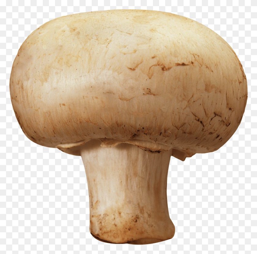 1276x1262 Mushroom Image Mushroom, Fungus, Plant, Amanita HD PNG Download
