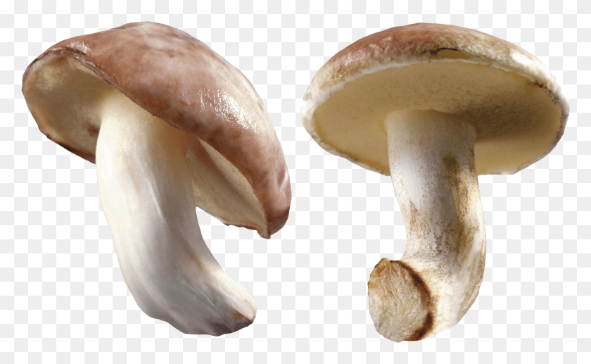 3568x2094 Mushroom Image Mushroom Farming In Nigeria HD PNG Download
