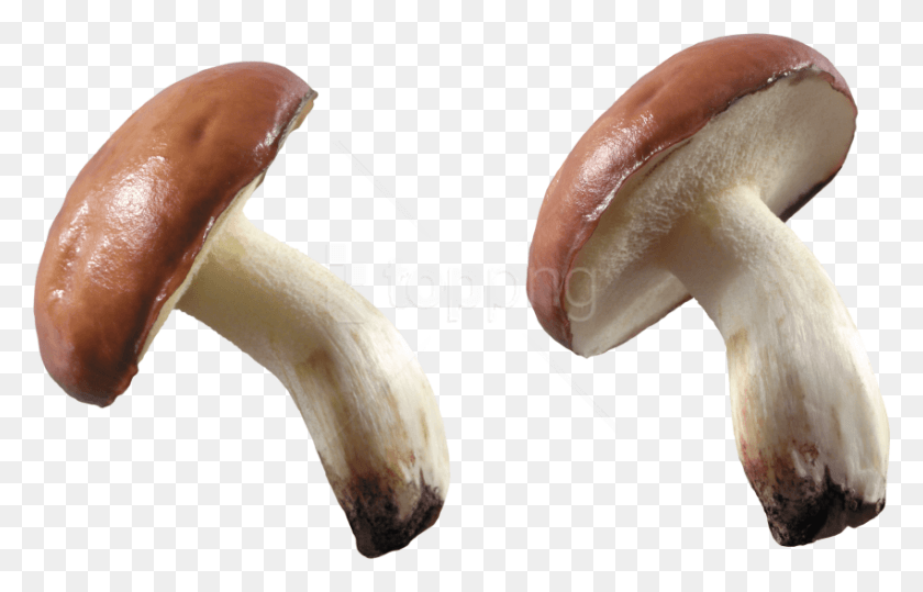 850x522 Mushroom Images Background Mushroom, Plant, Fungus, Teeth HD PNG Download