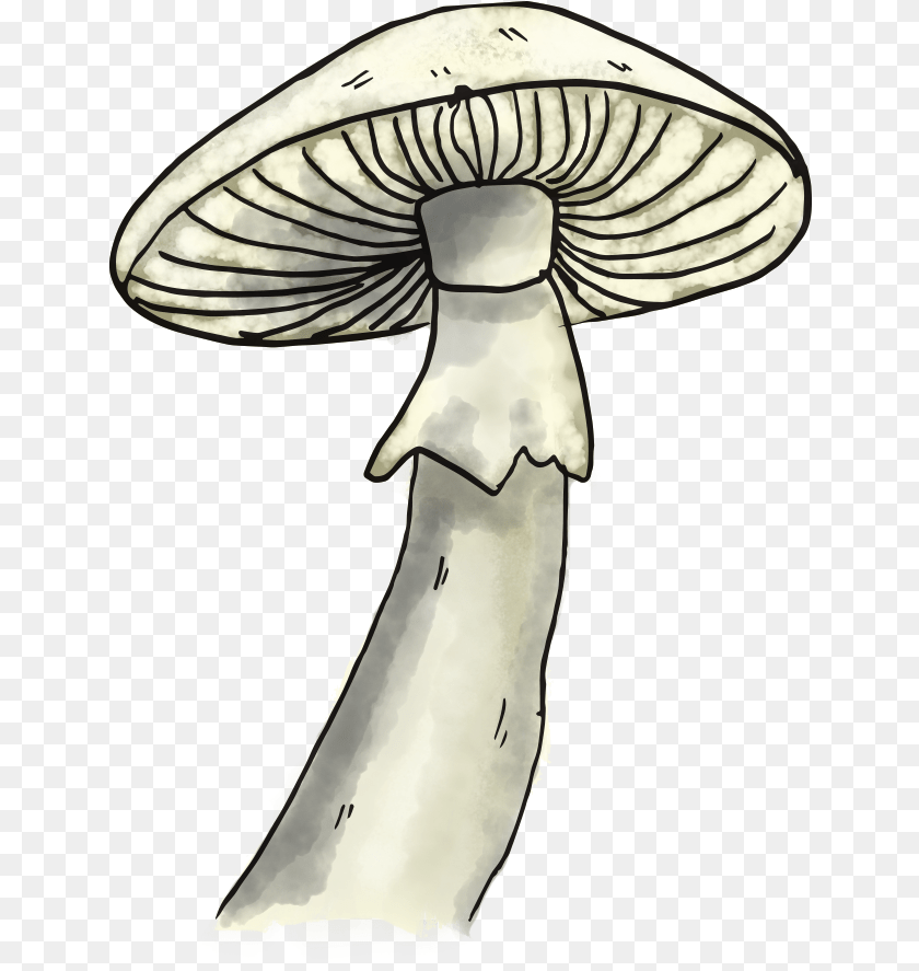 643x887 Mushroom Pleurotus Eryngii, Agaric, Fungus, Plant, Amanita Clipart PNG