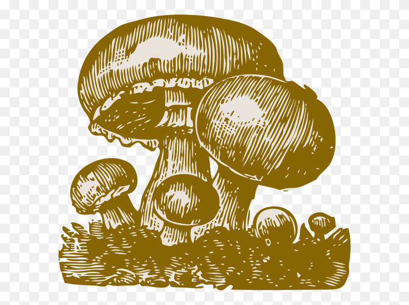 600x567 Mushrooms, Plant, Mushroom, Fungus HD PNG Download