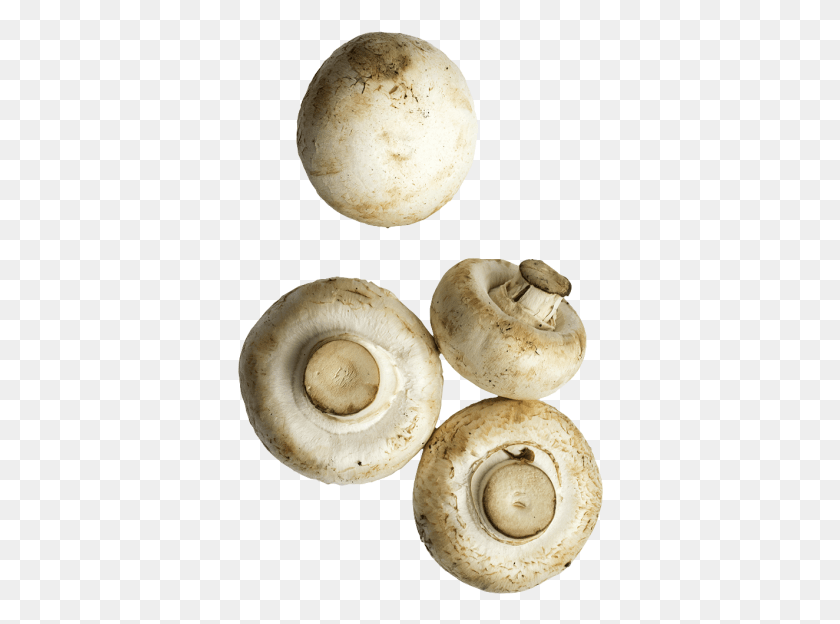 366x564 Mushrooms Agaricaceae, Plant, Moon, Outer Space HD PNG Download