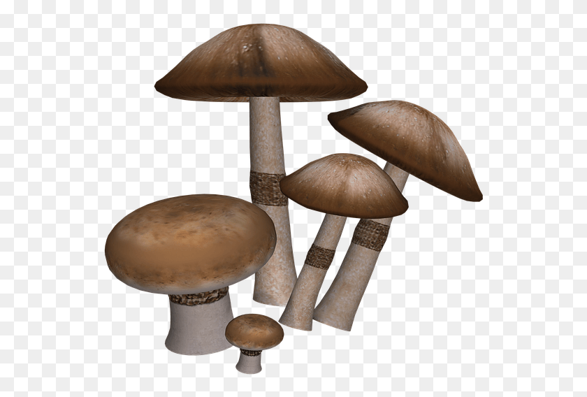 547x508 Mushrooms Fantasy Digital Art Isolated Mushrooms, Plant, Amanita, Agaric HD PNG Download