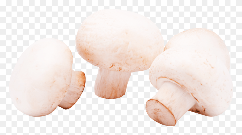1510x791 Mushrooms Image, Plant, Fungus, Mushroom HD PNG Download