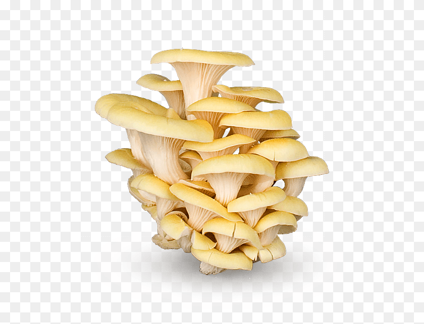533x583 Mushrooms Oyster Mushroom Clipart, Plant, Amanita, Agaric HD PNG Download