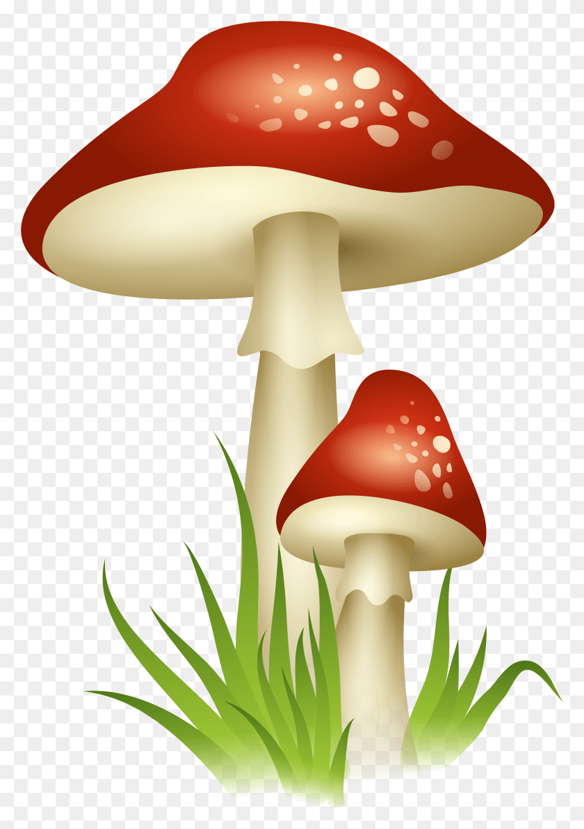 3435x4986 Mushrooms Transparent Picture Mushroom Clipart, Plant, Amanita, Agaric HD PNG Download