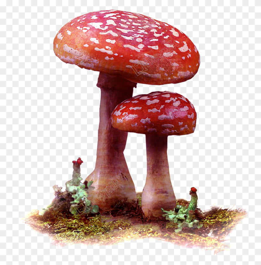 1024x1040 Mushrooms Vector Wild Mushroom Red Mushrooms Transparent, Plant, Amanita, Agaric HD PNG Download