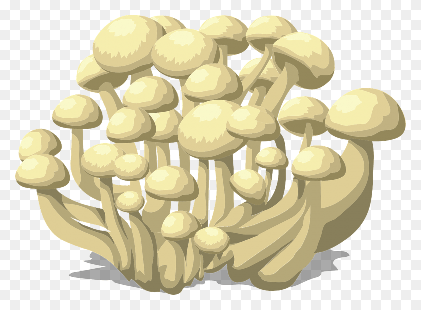 1280x920 Mushrooms White Fungus Fungi Image Mycoremediation Process, Plant, Mushroom, Agaric HD PNG Download
