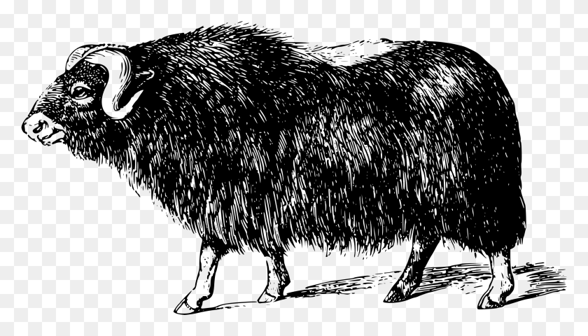 2393x1291 Muskox Clipart Transparent Muskox, Gray, World Of Warcraft HD PNG Download