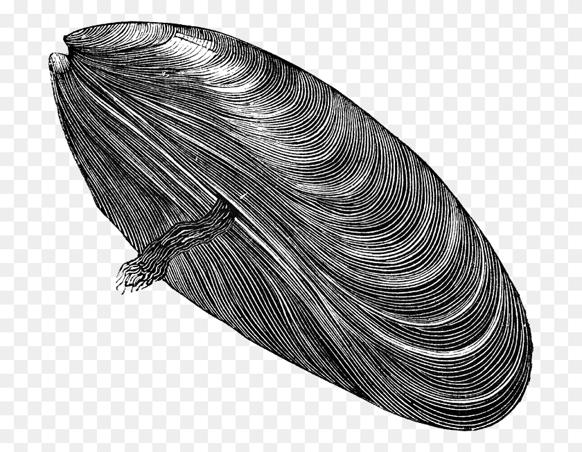 700x593 Mussel Free Mussel Black And White, Graphics HD PNG Download