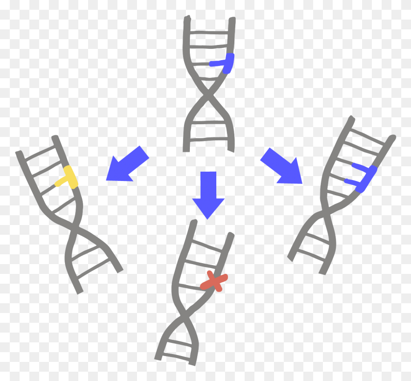 1183x1091 Mutation Dna Mutation, Tie, Accessories, Accessory HD PNG Download