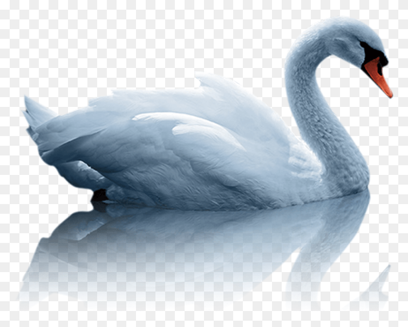 1414x1112 Mute Swan Duck White Swan Water Bird Image With Water Bird, Animal, Beak, Waterfowl HD PNG Download