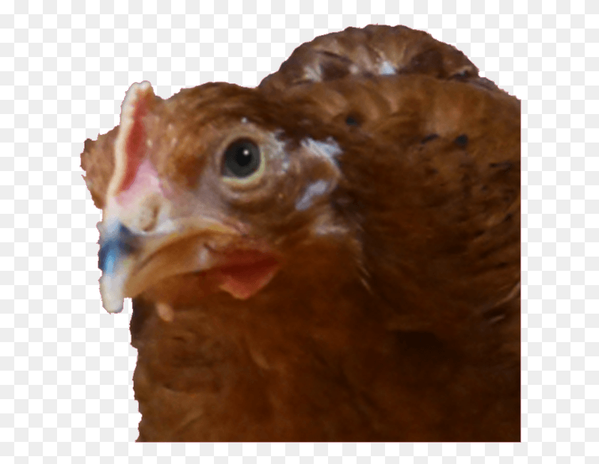 623x591 Мои Цыплята Получают Большую Курицу, Птица, Животное, Домашняя Птица Png Скачать