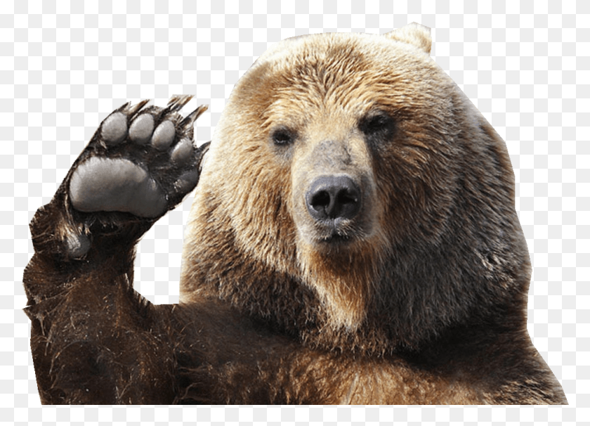 1017x713 My Bear Gif, Wildlife, Mammal, Animal HD PNG Download