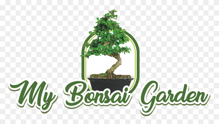 979x525 My Bonsai Garden Sageretia Theezans, Potted Plant, Plant, Vase HD PNG Download