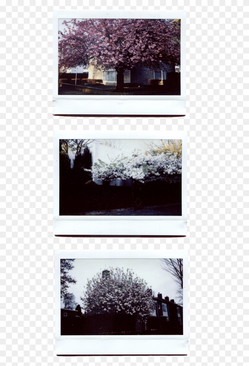 1452x2182 My Collection Of Polaroids Taken With My Fujifilm Tree, Collage, Poster, Advertisement HD PNG Download