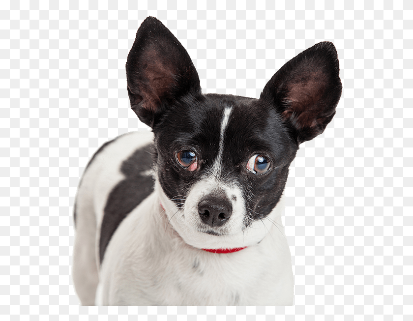 556x593 My Dog Has Cherry Eye Trzecia Powieka U Psa, Pet, Canine, Animal HD PNG Download