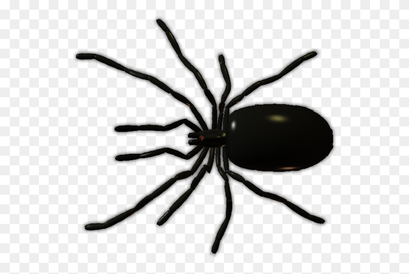 545x503 My First Attempt At A Morph Black Widow, Spider, Invertebrate, Animal HD PNG Download
