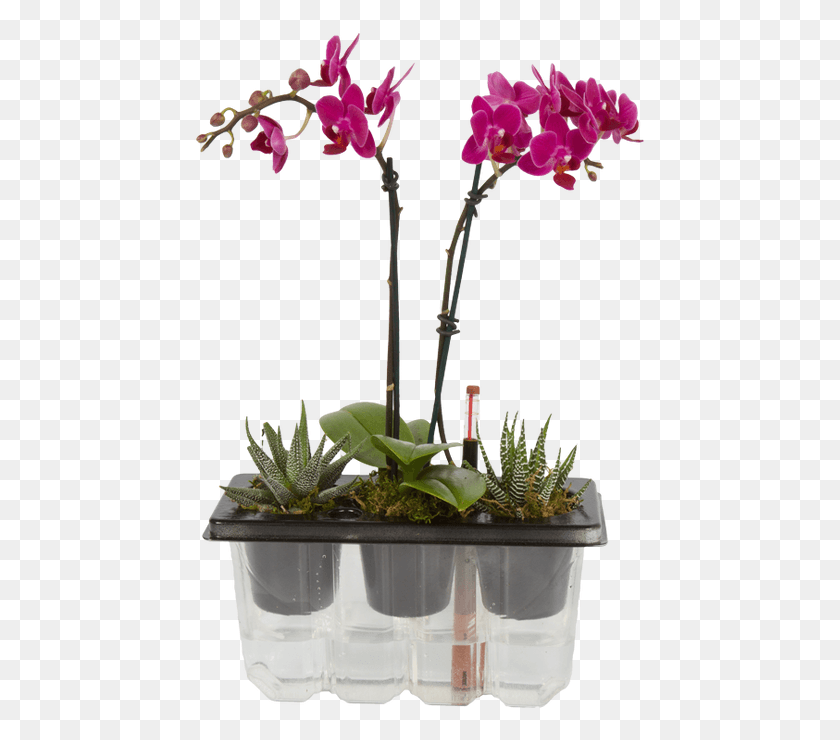 455x680 My First Orchid Is The First Of Its Kind Cattlianthe Jewel Box, Plant, Vase, Jar HD PNG Download