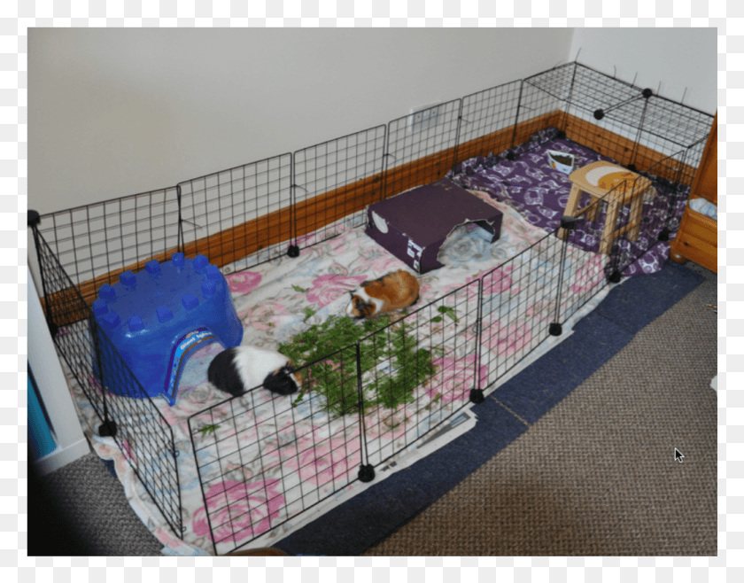 1035x794 My Four Female Pigs Cage Constructed From Linoleum Linoleum Guinea Pig Cages, Kennel, Dog House, Den HD PNG Download