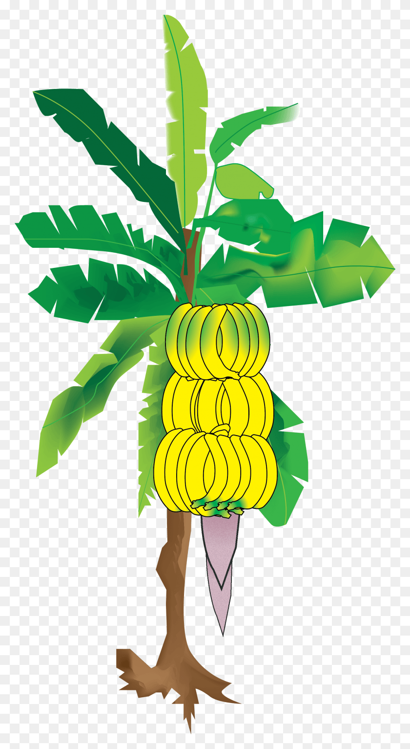 1751x3305 Descargar Png Mi Ilustración Del Árbol De Plátano De Sun39S Eye Un Árbol De Plátano Png, Planta, Alimentos, Fruta Hd Png