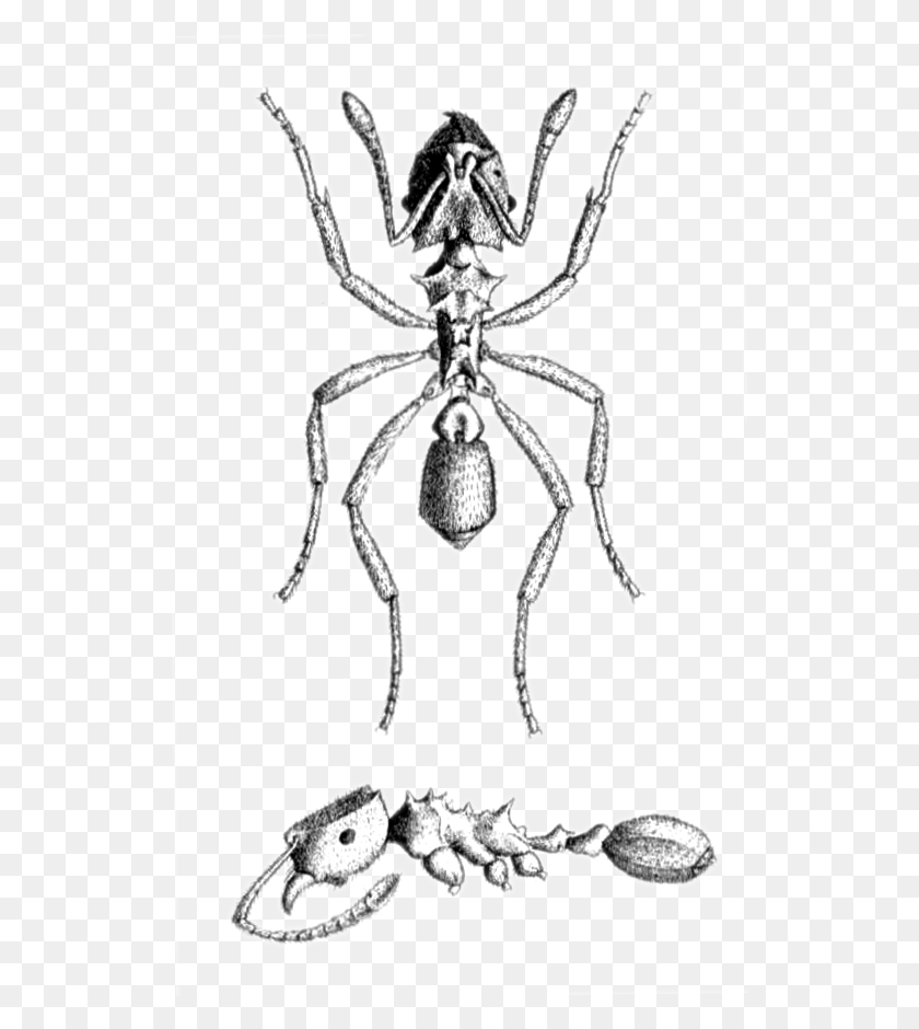 528x880 Mycocepurus Smithii Plate Sketch, Animal, Araña, Invertebrado Hd Png