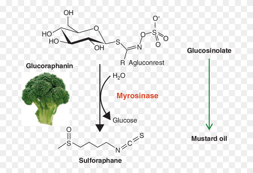 697x516 Myrosinase Glucosinolate, Plant, Broccoli, Vegetable HD PNG Download