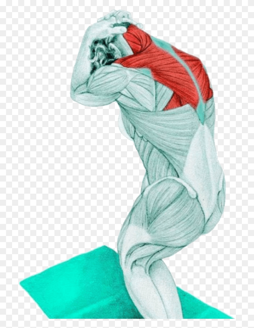 718x1024 Myswimpro Stretch Standing Assisted Neck Flextion Standing Assisted Neck Flexion Stretch, Person, Human, Animal HD PNG Download