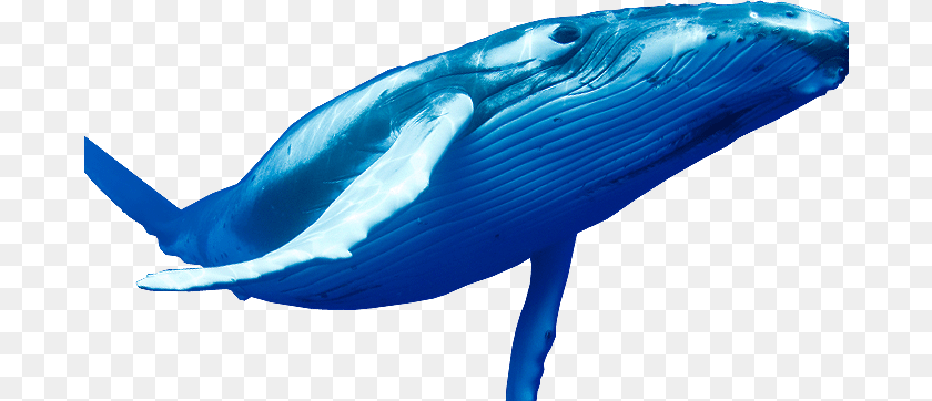 Naa Adda Does Blue Whale Game Is A Mindgame, Animal, Mammal, Sea Life, Fish Clipart PNG