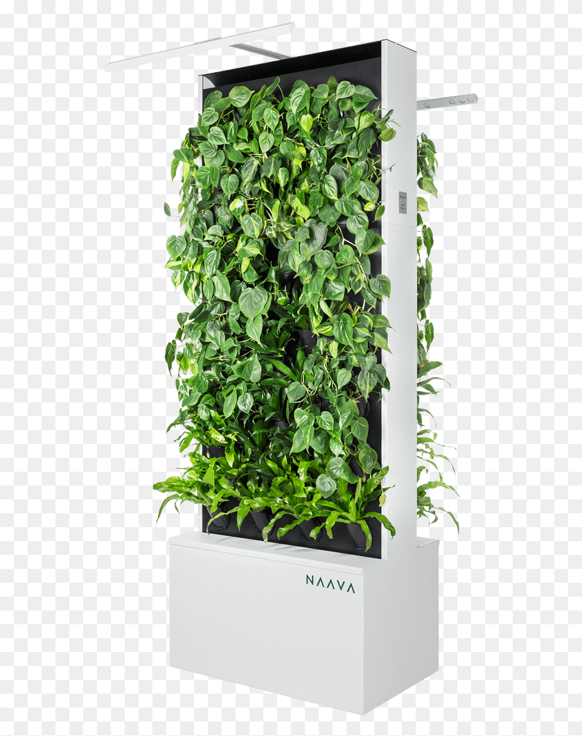 543x1001 Naava Duo White Oblique Naava Зеленая Стена, Растение, Ананас, Фрукты Png Скачать