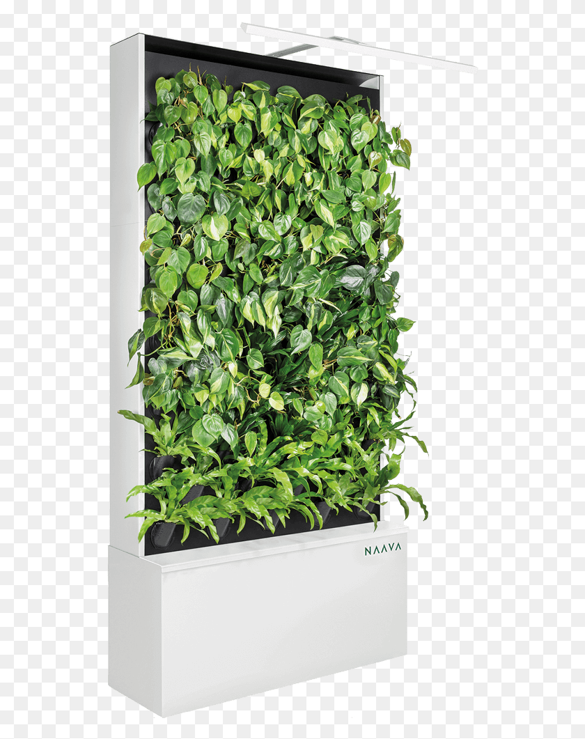 534x1001 Naava Green Walls Naava Green Wall, Potted Plant, Plant, Vase HD PNG Download