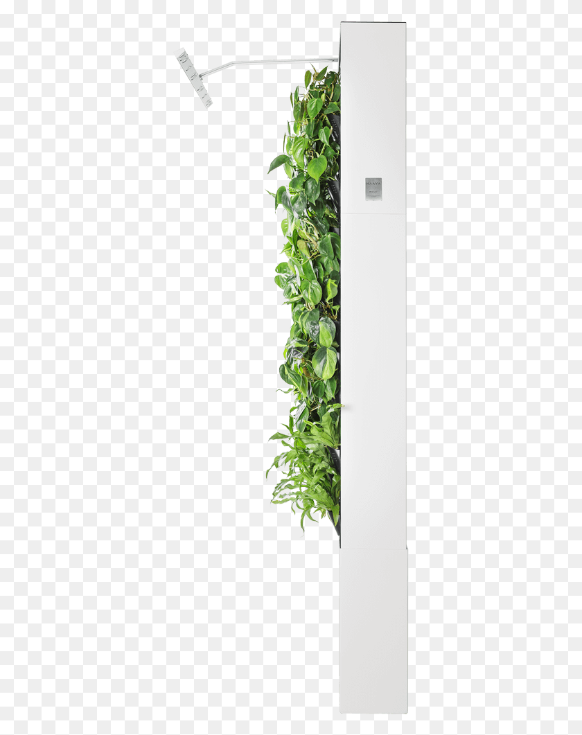 341x1001 Холодильник Naava One Slim, Растение, Виноград, Плющ Png Скачать