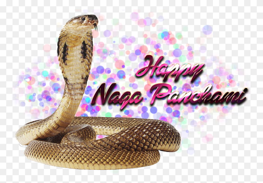 1783x1201 Naga Panchami Transparent Free Husna Name, Snake, Reptile, Animal HD PNG Download