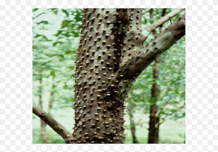 593x526 Nailing Method, Tree, Plant, Tree Trunk HD PNG Download