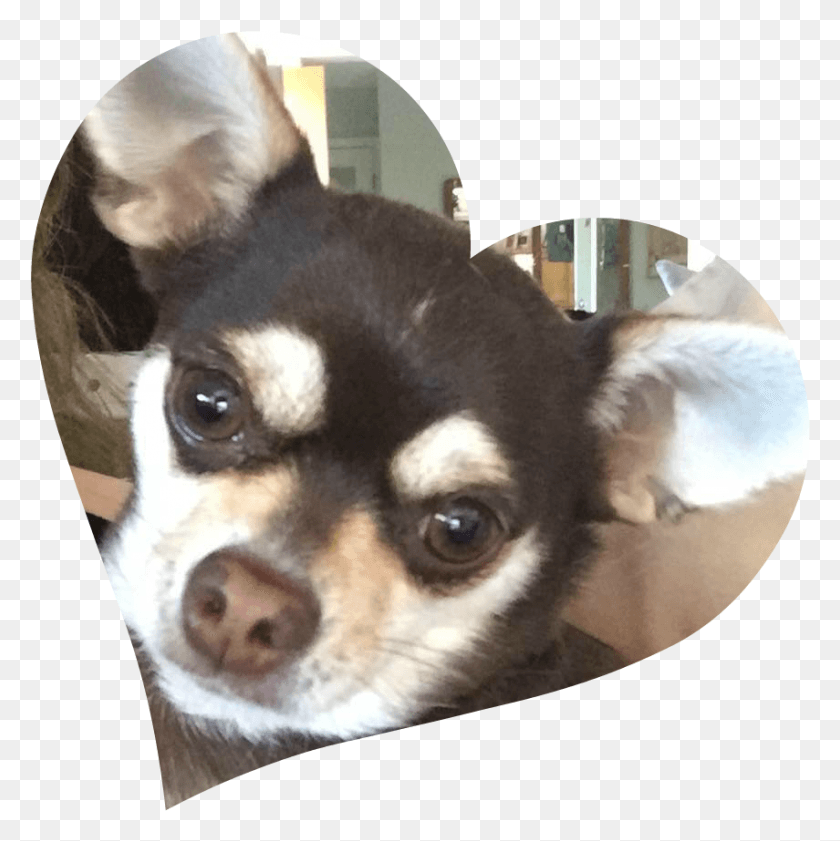 855x857 Nala Chihuahua, Dog, Pet, Canine HD PNG Download