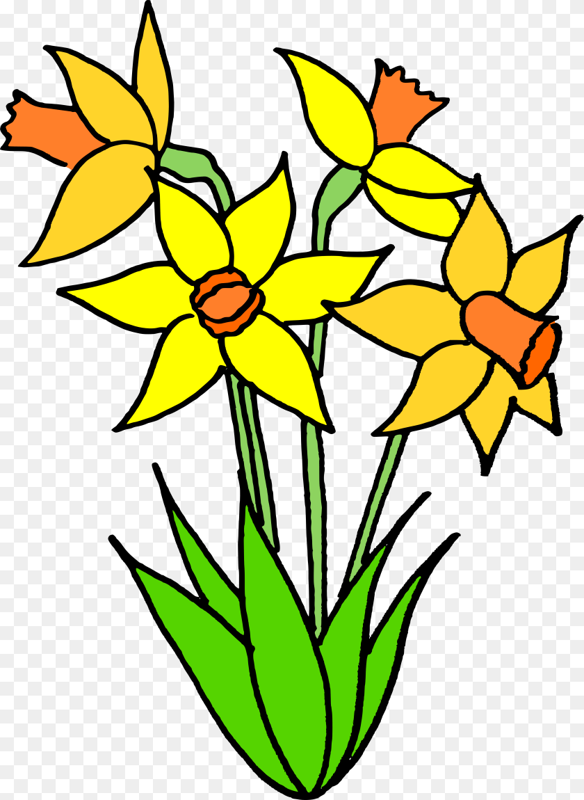 5389x7380 Name That Flower Answers Flower, Daffodil, Plant PNG