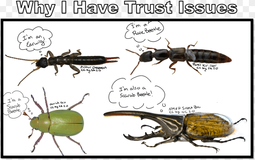 1200x752 Nancy Miorelli On Twitter Longhorn Beetle, Animal, Insect, Invertebrate, Bee Clipart PNG