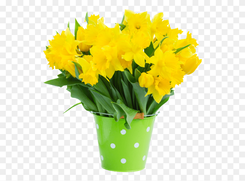 547x561 Narcissus Flower Chu Hoa Cc, Plant, Blossom, Flower Bouquet HD PNG Download