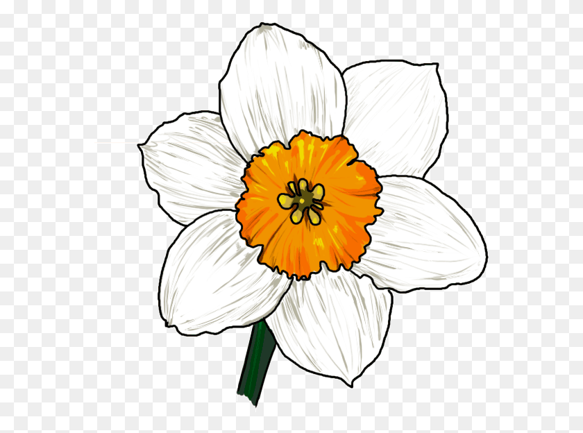 569x564 Narcissus Flower Drawing Narcissus Flower Drawing Easy, Plant, Blossom, Daffodil HD PNG Download