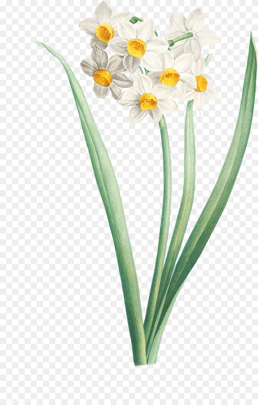 Narcissus Flower Flower, Daffodil, Plant, Daisy Sticker PNG