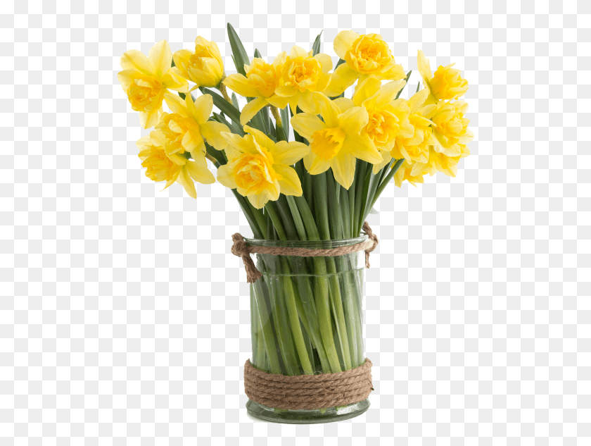 510x573 Narcissus Flower Narzissen Vase, Plant, Blossom, Daffodil HD PNG Download