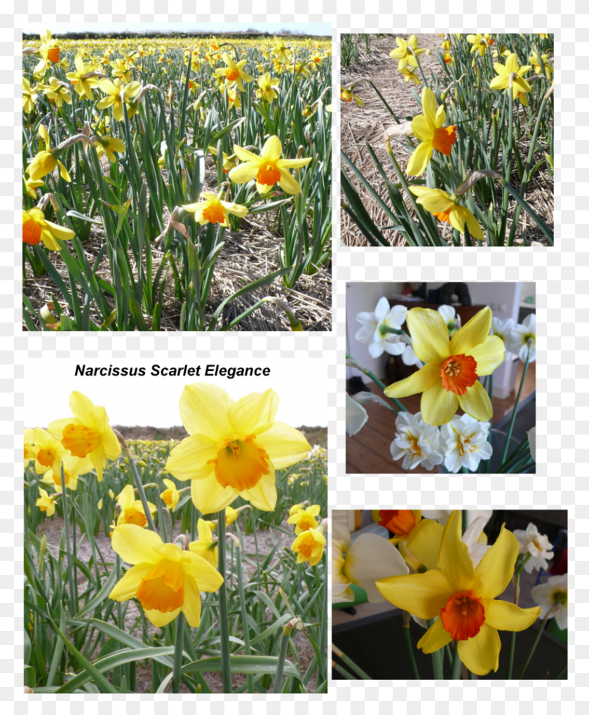 820x1010 Narcissus Scarlet Elegance Narcissus, Plant, Flower, Blossom HD PNG Download