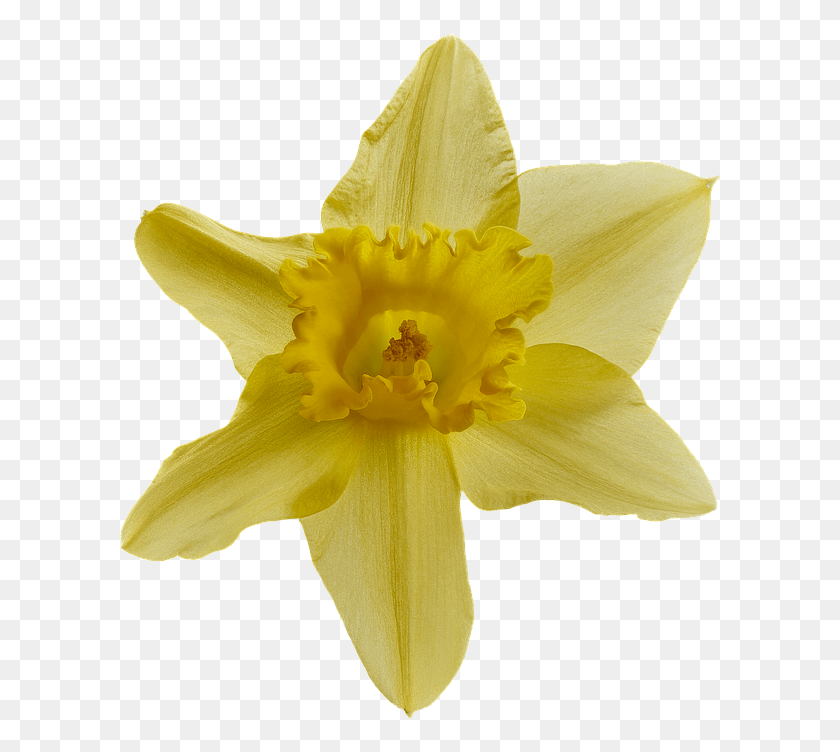 606x692 Narcissus Transparent, Plant, Flower, Blossom HD PNG Download