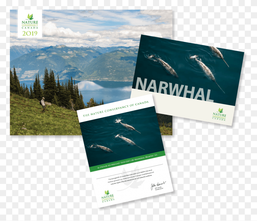 1006x853 Narwhal, Poster, Advertisement, Flyer HD PNG Download