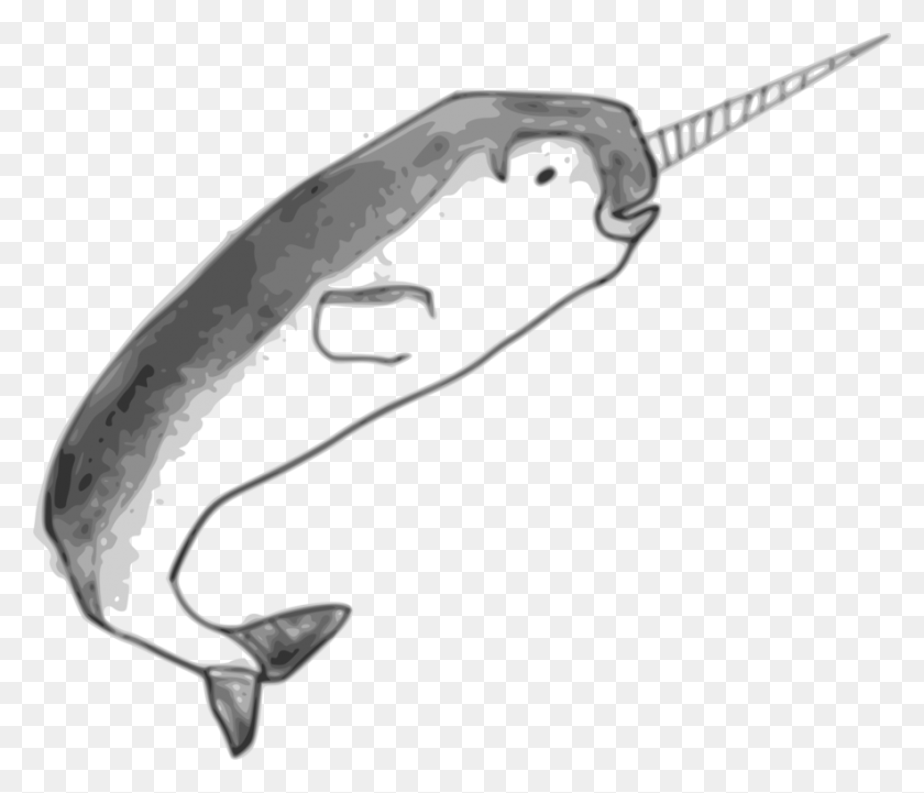 885x750 Narwhal Drawing Cetacea Coreldraw Encapsulated Postscript Drawing Narwhal, Fish, Animal, Handsaw HD PNG Download
