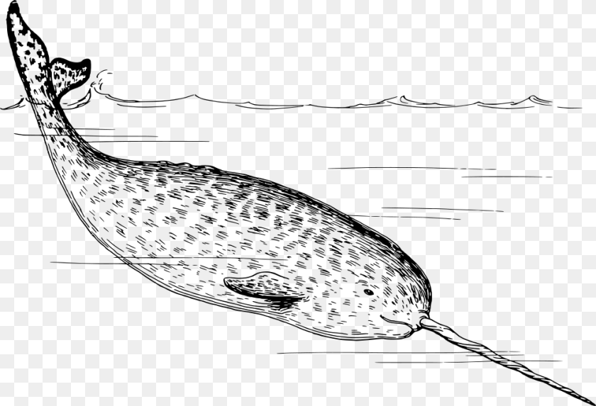 1000x682 Narwhal Narwhals Black And White, Gray PNG