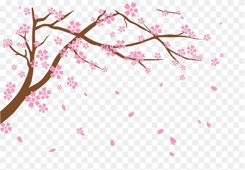 1693x1177 National Blossom Festival Falling Cherry Blossoms, Flower, Petal, Plant, Cherry Blossom Clipart PNG