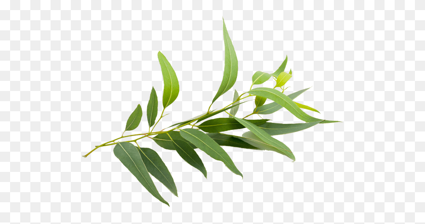 517x383 Натуральный Эвкалипт, Лист, Растение, Цветок Hd Png Скачать